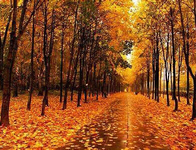 �쳾������-���������