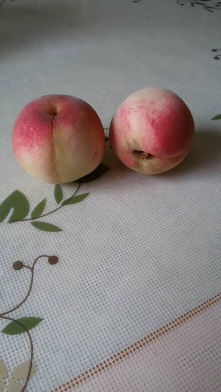 �Լ�����С���������