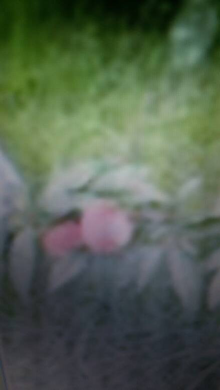 �Լ�����С���������