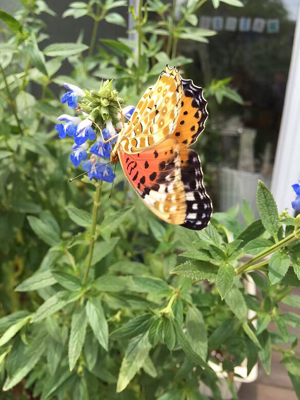 ��������