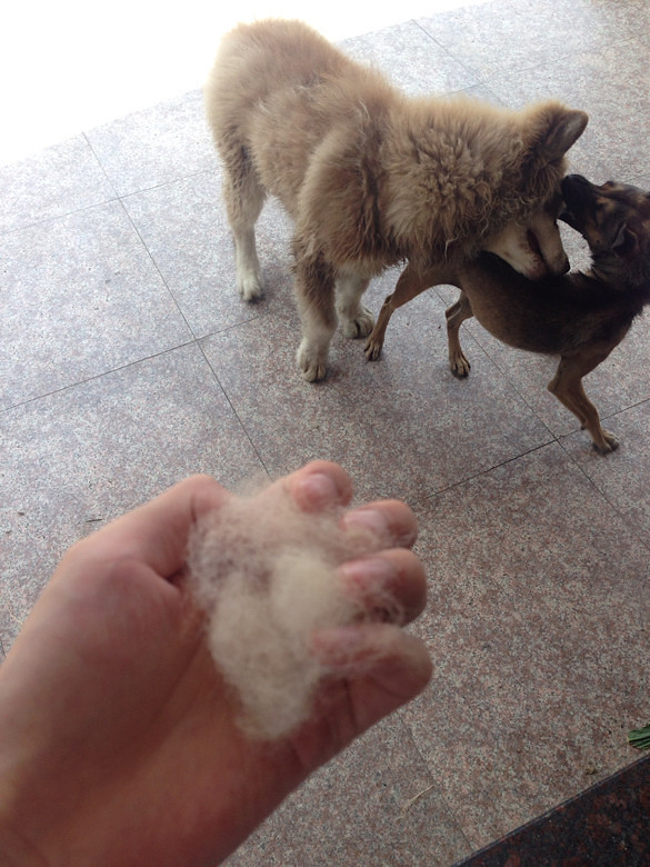 ��ë������£�ÿ��ü���ȭͷ��С��ë����