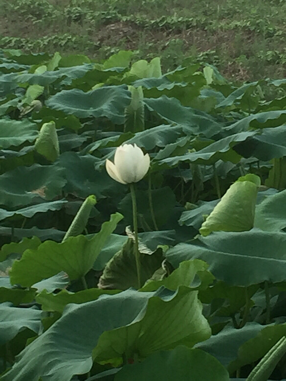 ����ĺɻ�Ҳ����������