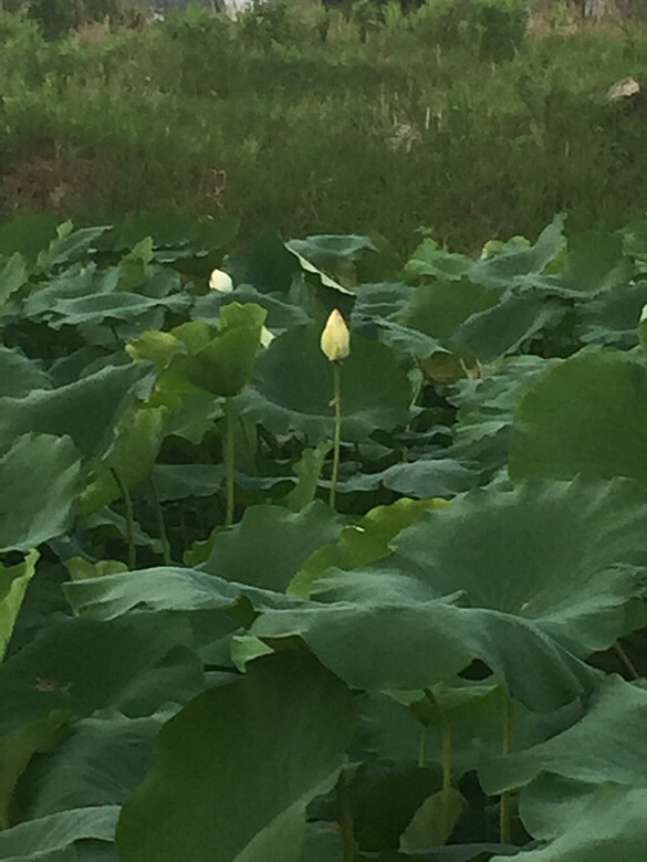 ����ĺɻ�Ҳ����������