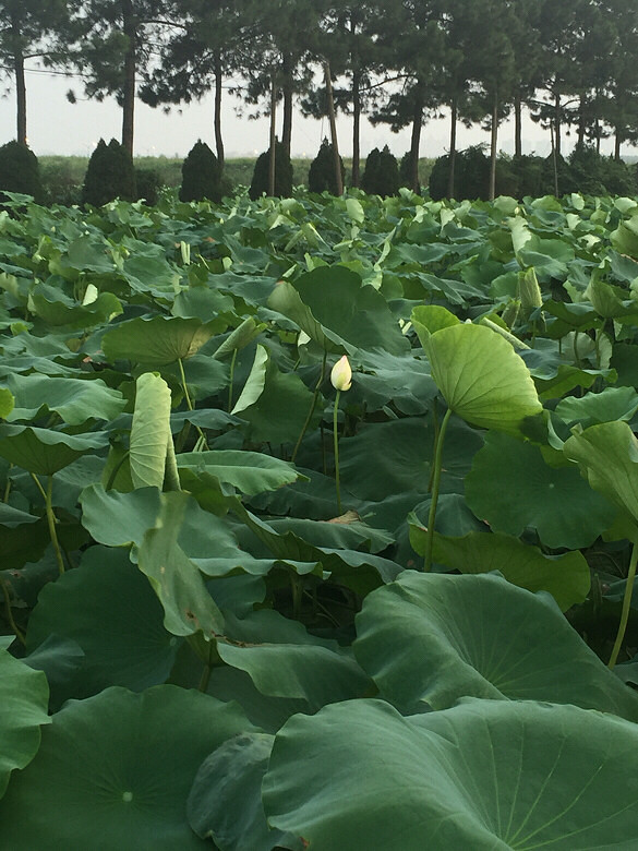 ����ĺɻ�Ҳ����������