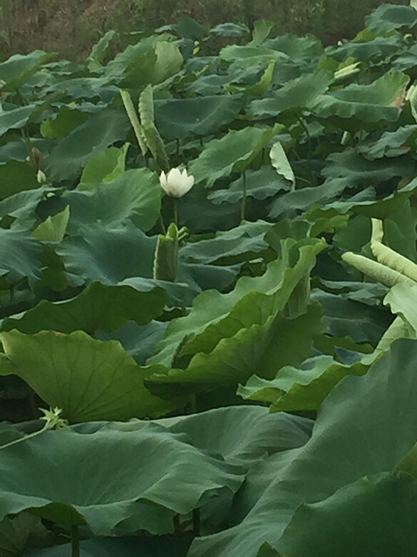 ����ĺɻ�Ҳ����������