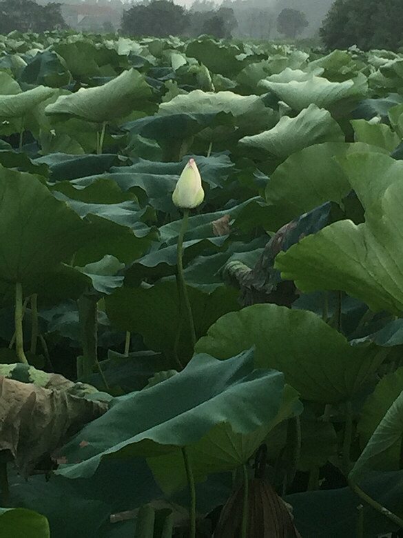 ����ĺɻ�Ҳ����������