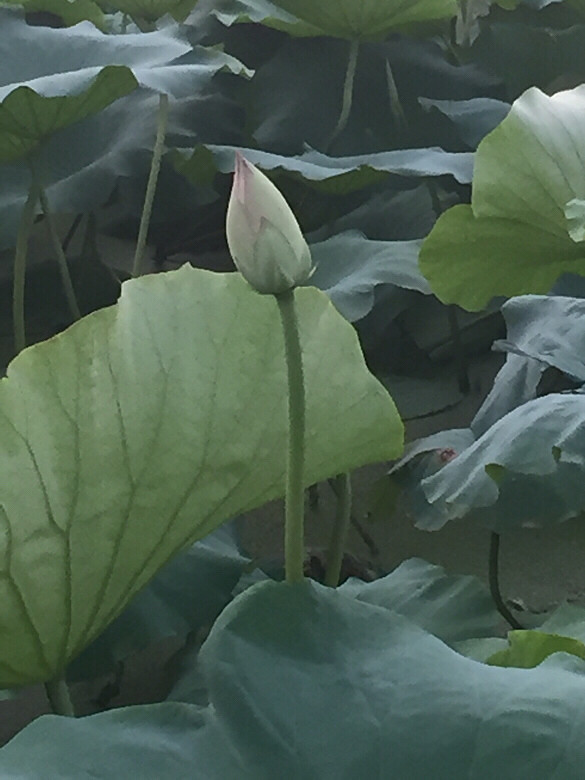 ����ĺɻ�Ҳ����������