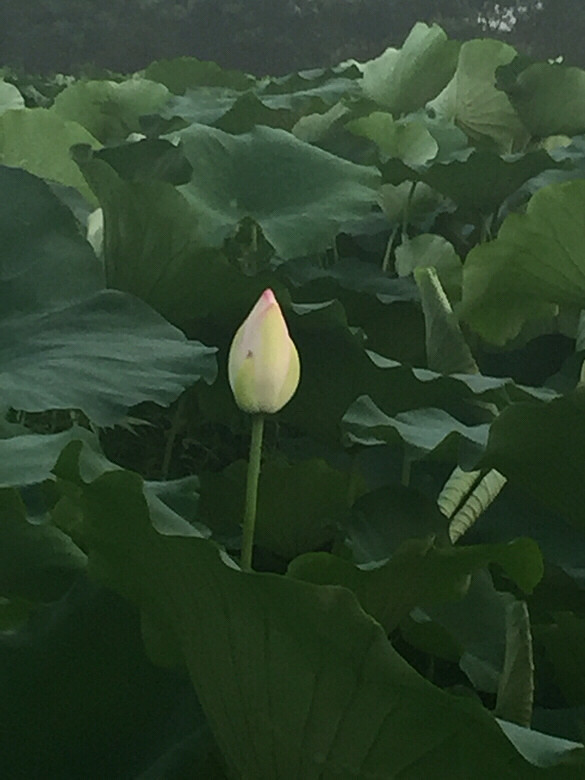 ����ĺɻ�Ҳ����������