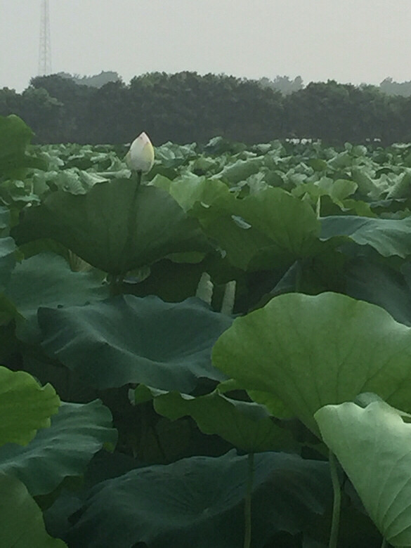 ����ĺɻ�Ҳ����������