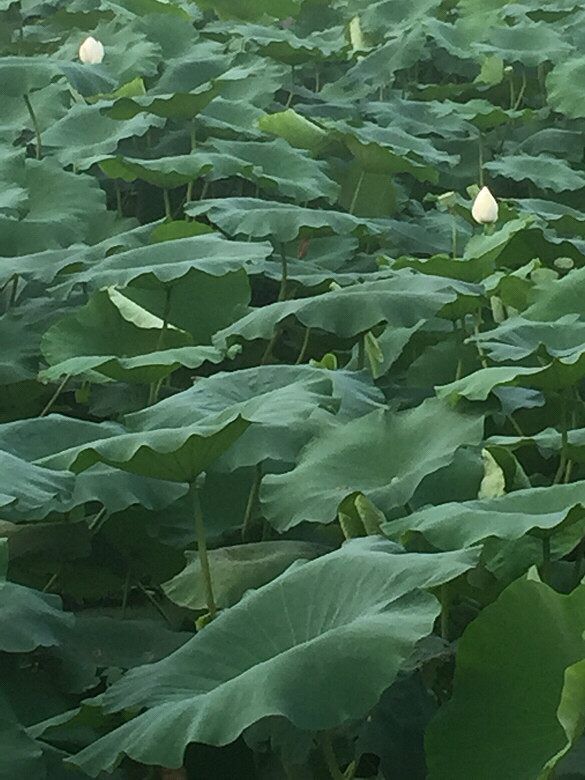 ����ĺɻ�Ҳ����������