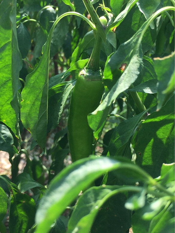 ֪��֪�ˣ�˶�����ۣ�