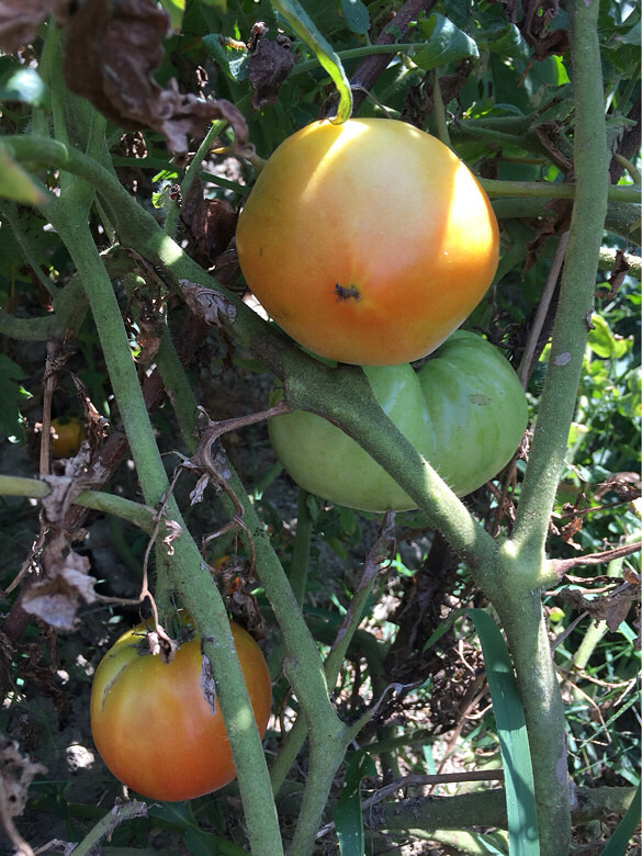 ֪��֪�ˣ�˶�����ۣ�