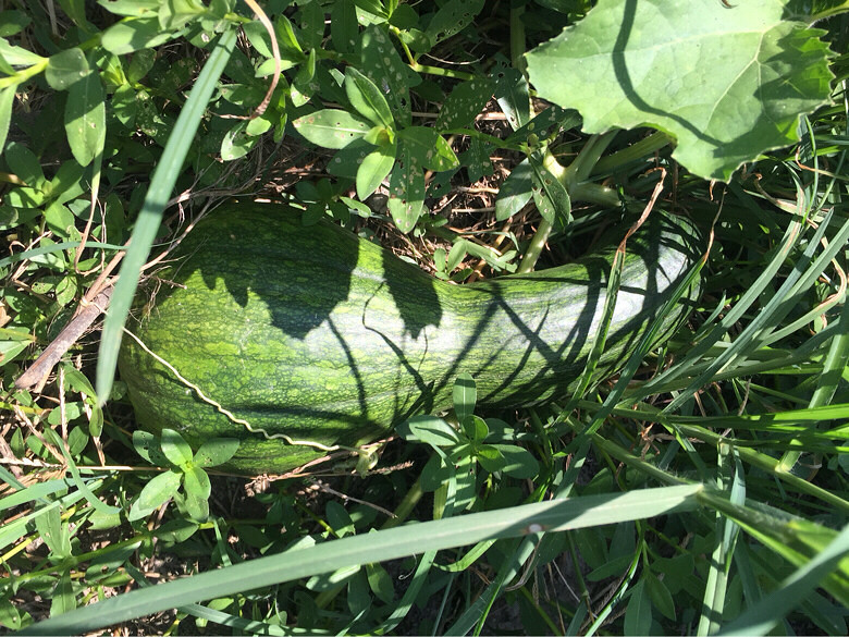 ֪��֪�ˣ�˶�����ۣ�