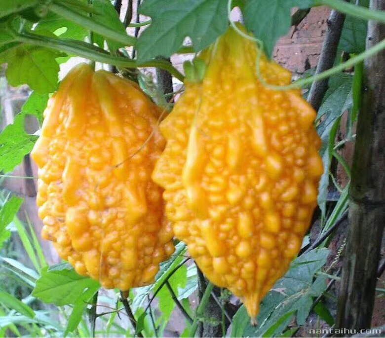 ֪��֪�ˣ�˶�����ۣ�