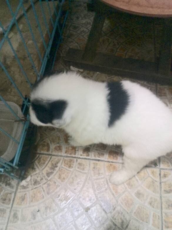 ���Ľ���