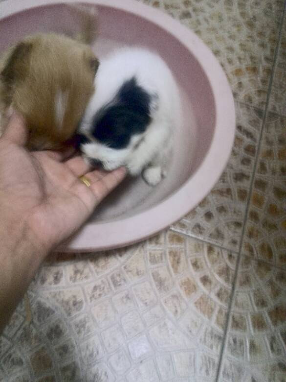 ���Ľ���