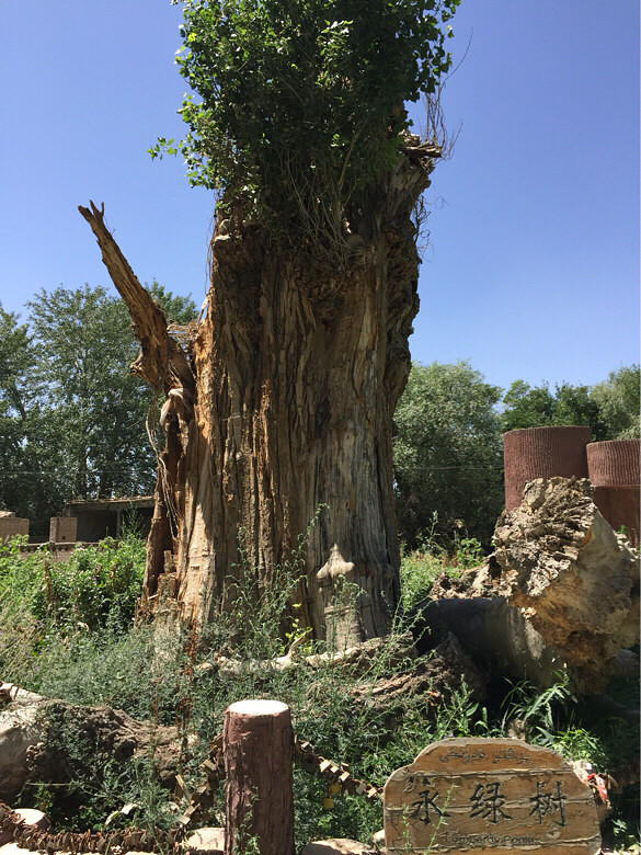 ���̲������