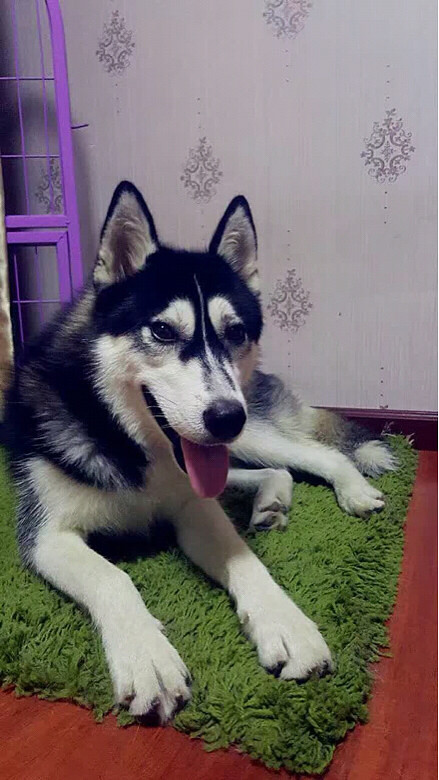 �Ҽҿɰ��Ķ��ź�����