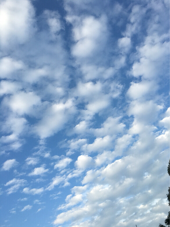 ������������˵����