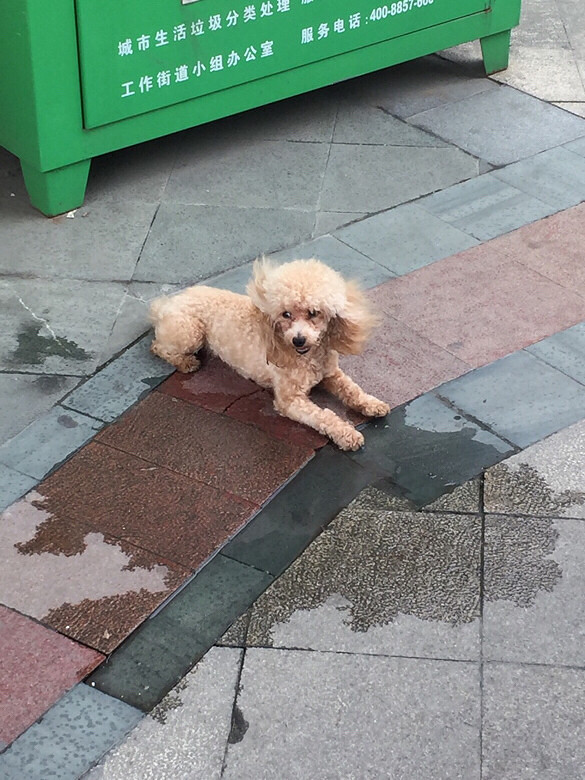 �����������ſ�һֻû��Ҫ�Ĺ���