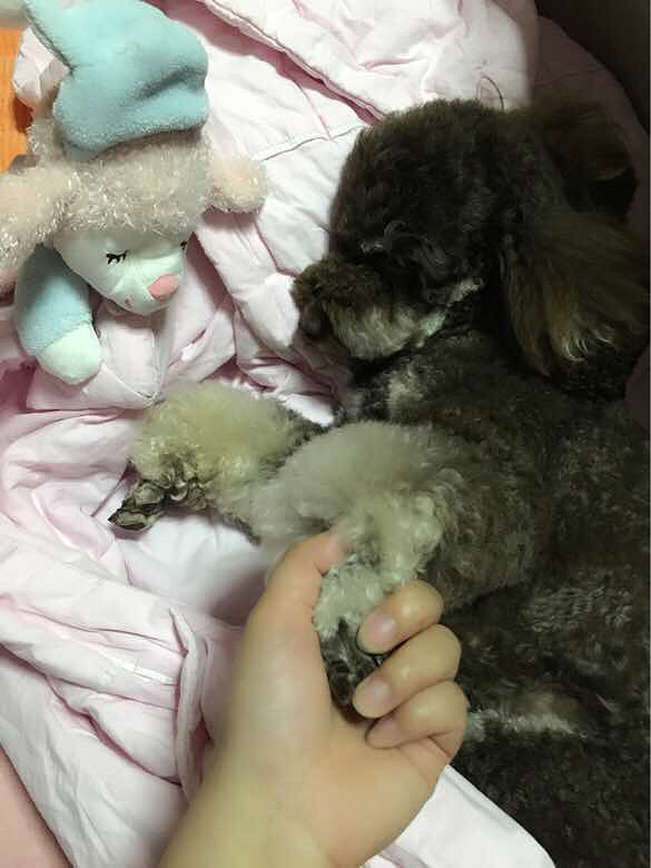 �ҵ�С����