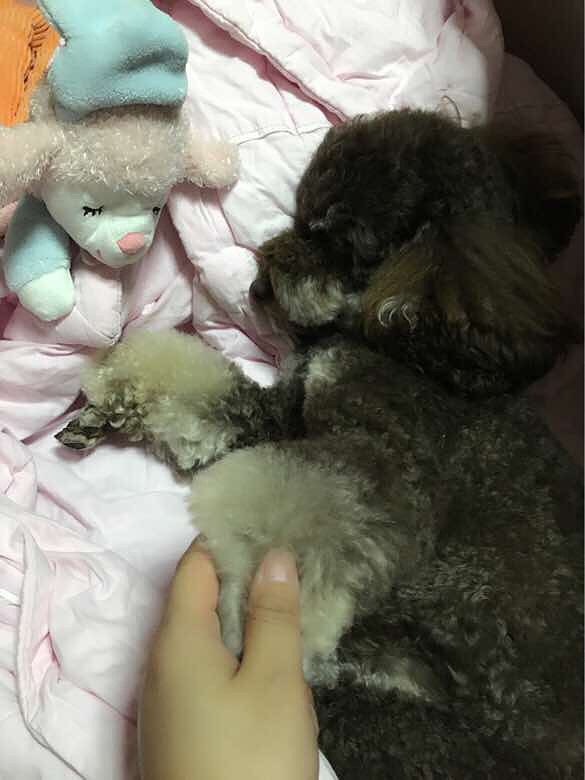 �ҵ�С����