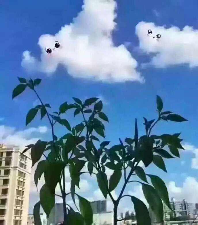 ������ƺ���