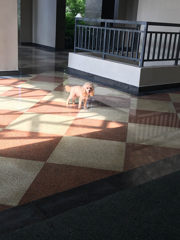 ���˹�����