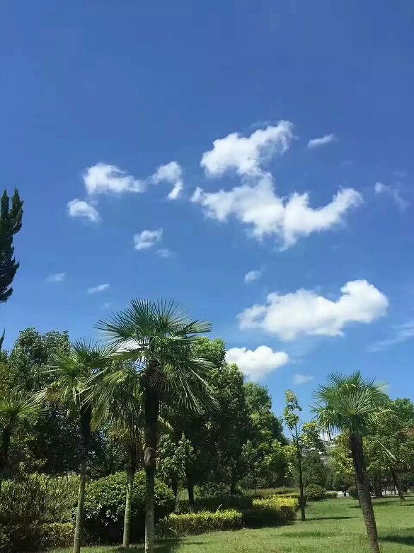 ������ƺ���