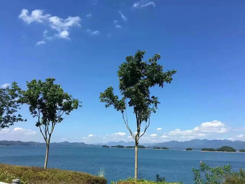 ������ƺ���