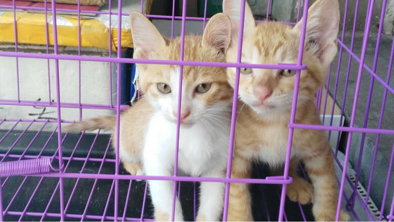 �������´��Сè