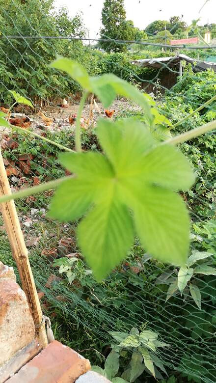 ��û�е�����Ч��