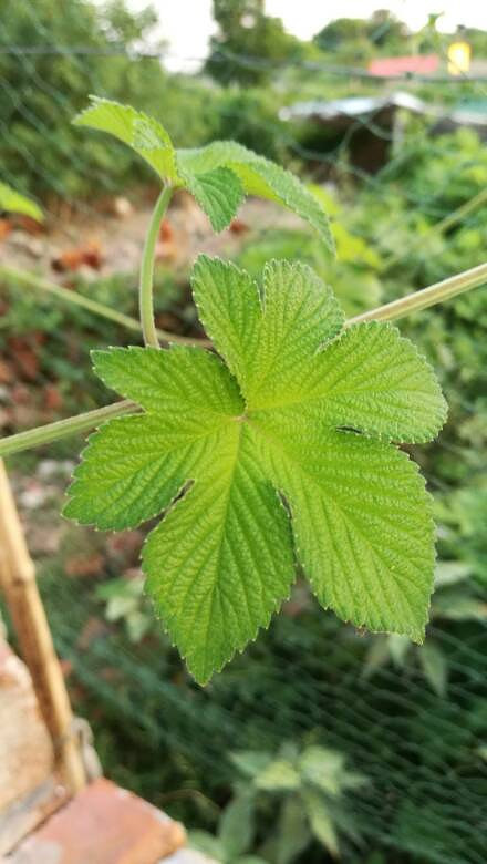 ��û�е�����Ч��