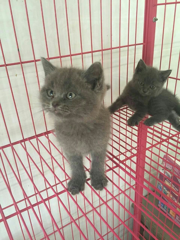 �ԼҸոճ�������С�ӣ������ɰ�