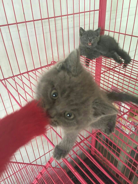 �ԼҸոճ�������С�ӣ������ɰ�