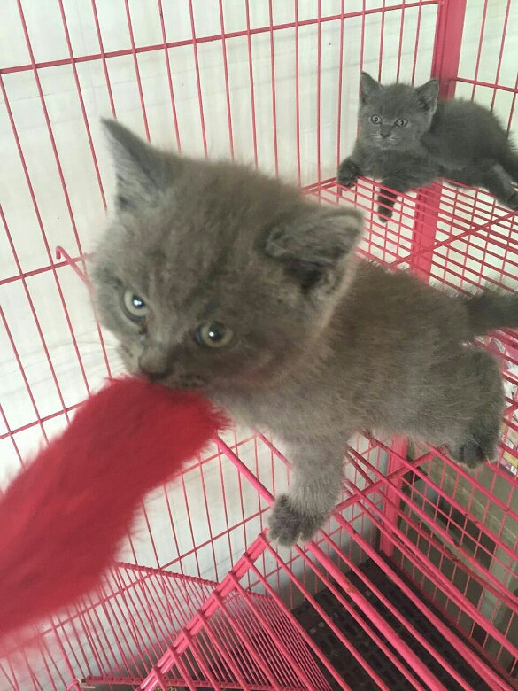 �ԼҸոճ�������С�ӣ������ɰ�