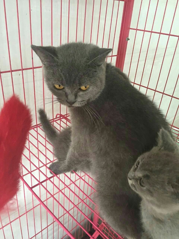 �ԼҸոճ�������С�ӣ������ɰ�