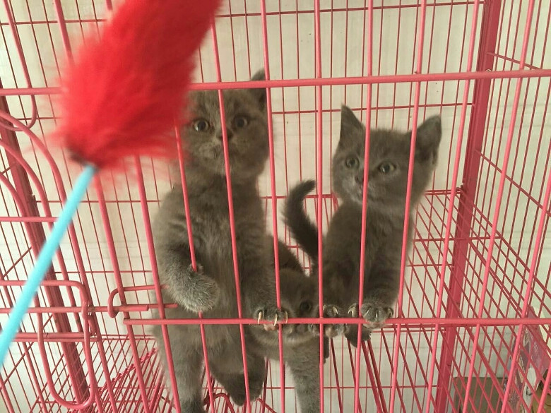 �ԼҸոճ�������С�ӣ������ɰ�