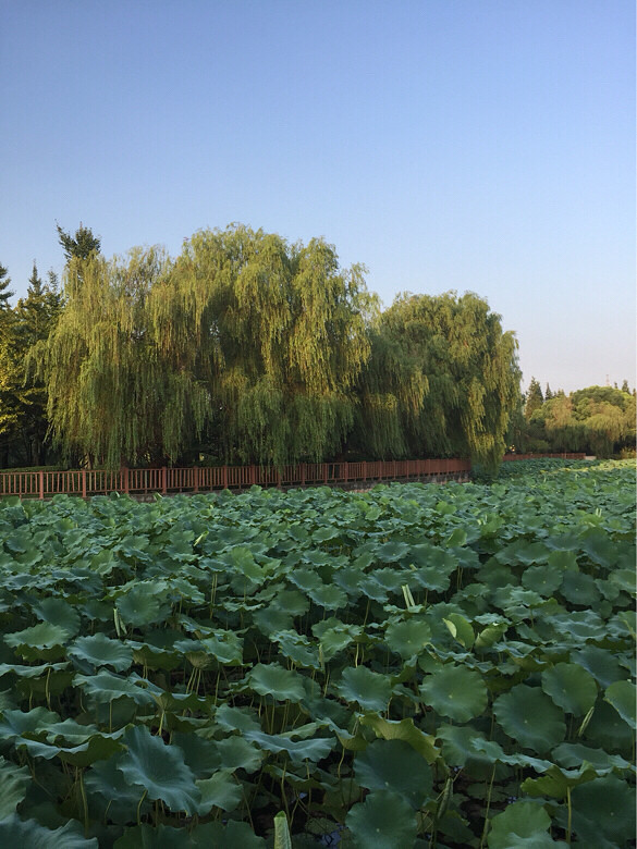 ��ɫ������