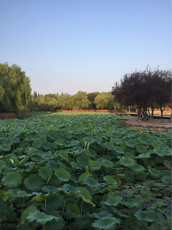 ��ɫ������