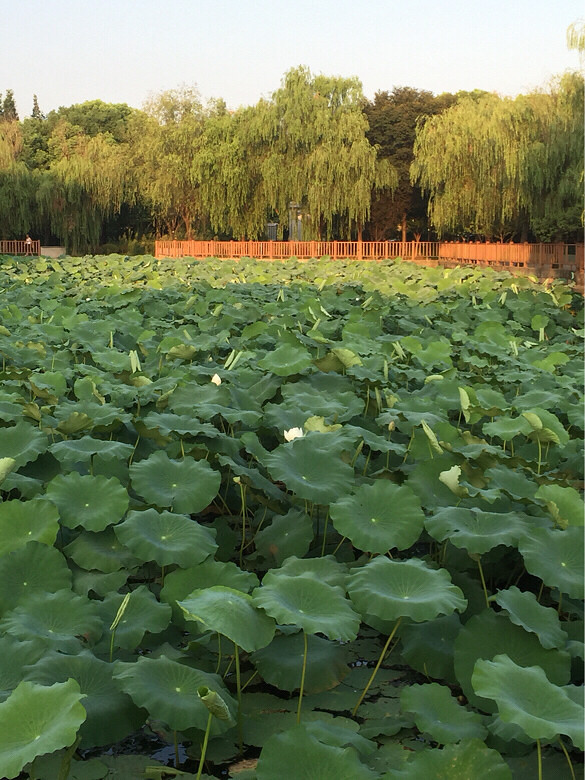 ��ɫ������