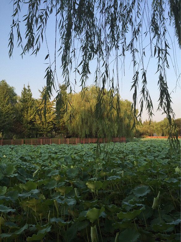 ��ɫ������