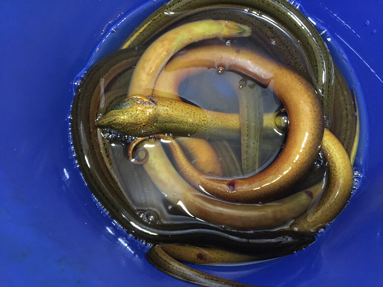 Ұ����������