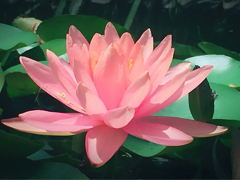 �������޻�԰