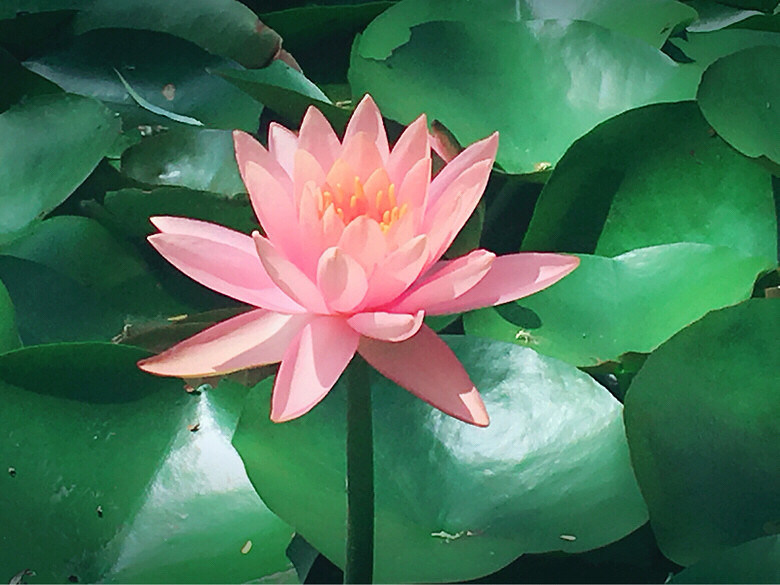 �������޻�԰