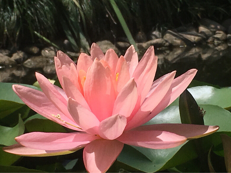 �������޻�԰