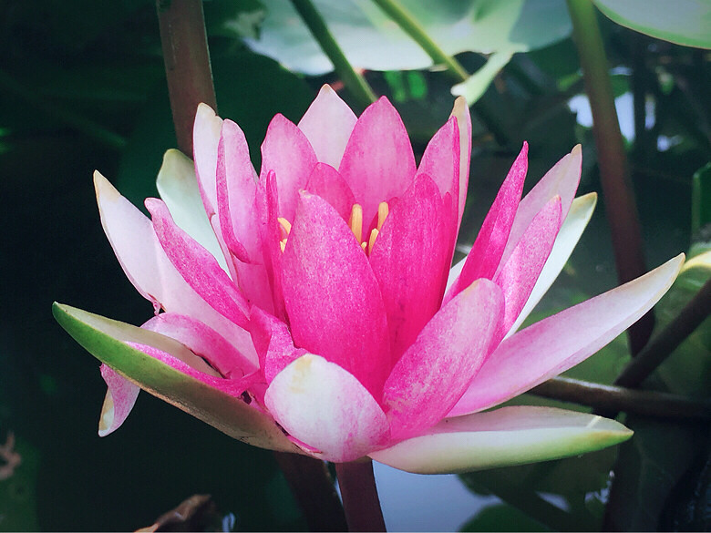 �������޻�԰