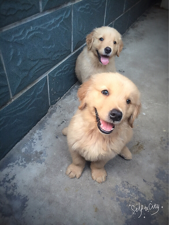 ���������ȵ�ССë