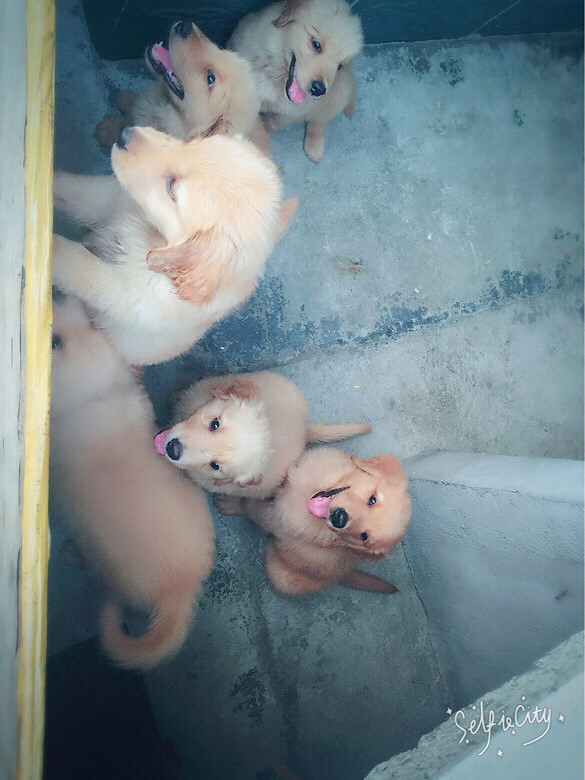 ���������ȵ�ССë