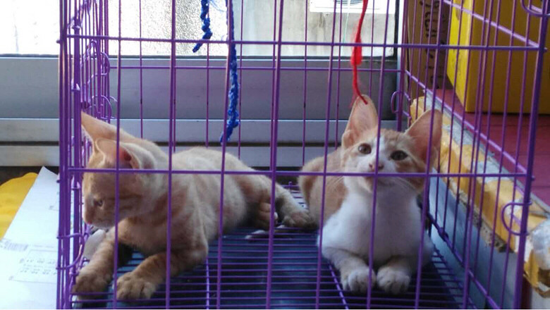 �������´��Сè����û������Ҫshouyang